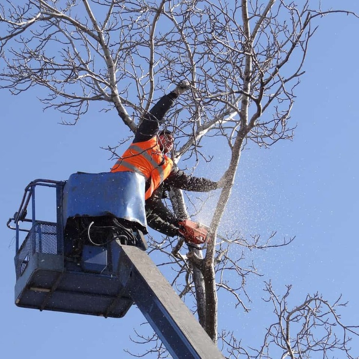 Trefelling østlandet